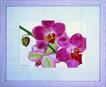 Sheila Bushnell - pink orchids